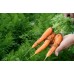OHAKUNE CARROTS  750 Gram Bag